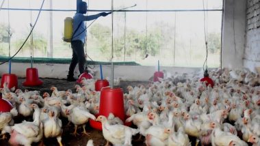 Bird Flu Outbreak in Jharkhand: Avian Flu Outbreak at Ranchi's State-run Poultry Farm, 2196 Birds Culled