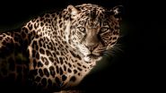 Leopardess Beaten to Death After It Attacks Villagers in Uttar Pradesh's Pilibhit