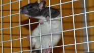 Dead Rat Found in Ice Block in Pune: Vendor Finds Frozen Rat Embedded in Ice Block of Junnar Factory, Locals Demand Increased Inspection
