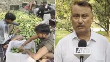 Dasheri Mangoes of Malihabad To Hit Markets From June 1 (Watch Video)