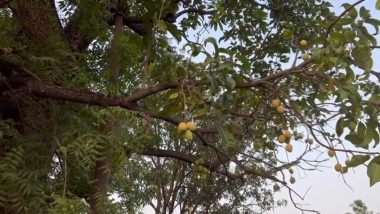 Mango Grows on Neem Tree in Bhopal Video: Minister Prahlad Singh Patel Shares Clip Claiming Mango Fruits to Be Growing on Neem Tree at Residence, Leaves Everyone Elated (Watch)