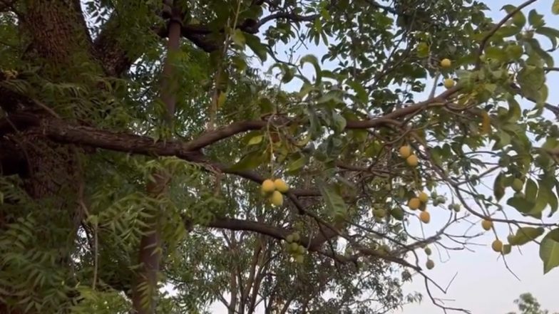 Mango Grows on Neem Tree in Bhopal Video: Minister Prahlad Singh Patel Shares Clip Claiming Mango Fruits to Be Growing on Neem Tree at Residence, Leaves Everyone Elated (Watch)