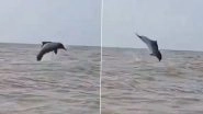 Dolphin Spotted at Juhu Beach: Heartwarming Video of Dolphin Playfully Jumping in Sea Water at Beach in Mumbai Surfaces Online