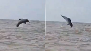 Dolphin Spotted at Juhu Beach: Heartwarming Video of Dolphin Playfully Jumping in Sea Water at Beach in Mumbai Surfaces Online