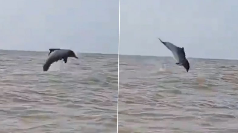 Dolphin Spotted at Juhu Beach: Heartwarming Video of Dolphin Playfully Jumping in Sea Water at Beach in Mumbai Surfaces Online