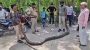 Python Rescue in Haridwar Video: 13-Feet-Long Giant Snake Rescued From Ismailpur Village, Released to Safe Place in Forest; Viral Clip Surfaces