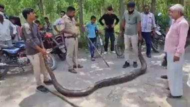 Python Rescue in Haridwar Video: 13-Feet-Long Giant Snake Rescued From Ismailpur Village, Released to Safe Place in Forest; Viral Clip Surfaces