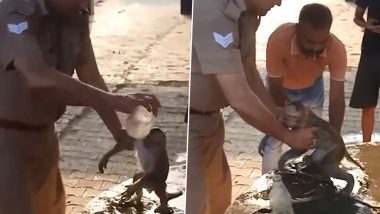 Uttar Pradesh: Monkey Found Unconscious at Bulandshahr Police Station Due To Extreme Heat Condition, Cop Saves Its Life by Giving CPR and Water; Heartwarming Videos Surface