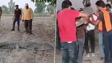 Uttar Pradesh: 10-Foot Crocodile Crawls Out of Narora Ganga Ghat Canal in Bulandshahr, Rescued by Forest Department; Video Surfaces