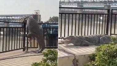 Crocodile in Uttar Pradesh: Giant Croc Crawls out of Canal in Bulandshahr, Rescued (Watch Video)