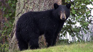 US Shocker: Minnesota Family Infected With Brain Worms After Eating Undercooked Bear Meat