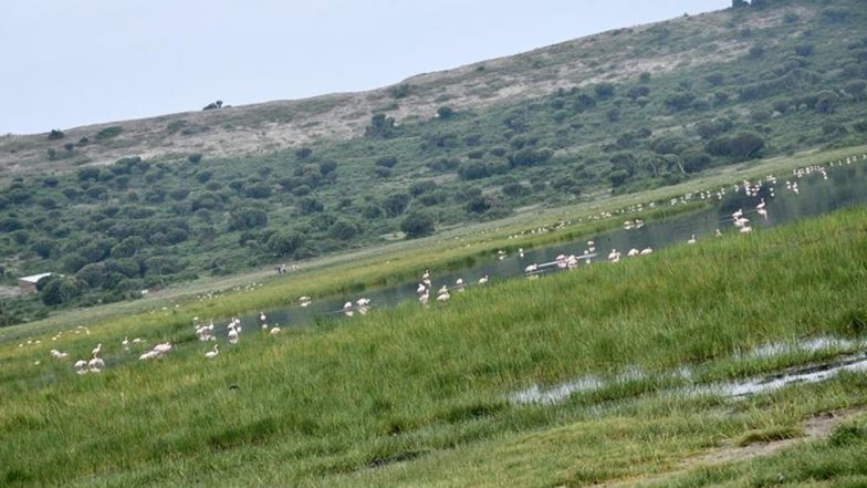 World Migratory Bird Day 2024: Citizens Hold Protest To Save Navi Mumbai’s DPS Flamingo Lake