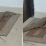Monitor Lizard Spotted in Lucknow: Residents Encounter Reptile Inside Their Apartment on Second Floor of Yash Heights Tower, Police React After Video Goes Viral