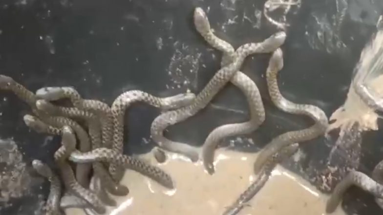 Snakes at Assam Home: At Least 35 Snakes Crawl Out of Bathroom of House in Nagaon (Watch Video)