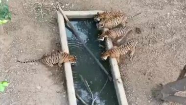 Tiger Family Caught on Camera Quenching Their Thirst at Jim Corbett Reserve Amid Severe Heatwave (Watch Video)