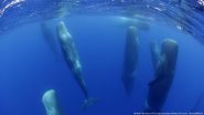 Will We Ever Speak with Whales?