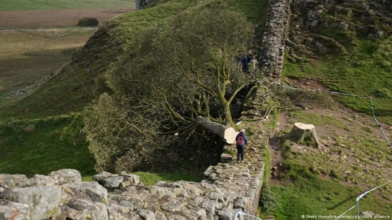 UK: 2 Charged over Felling of Famous Sycamore Gap Tree