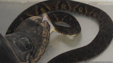 Snakebite Researcher Steps on Vipers 40,000 Times