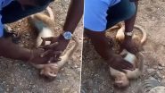 Heartwarming Rescue: Taxi Driver Breathes Life Into Unconscious Monkey With CPR, Old Video Goes Viral Again
