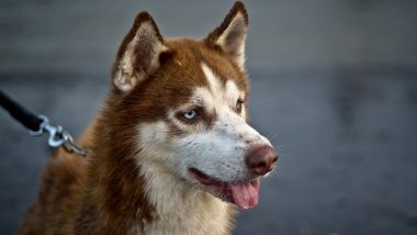 Dog Attack in Chennai: Pet Siberian Husky Bites Minor Boy in Alandur, Second Incident in Week