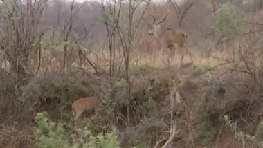 India News | Male Cheetah Rescued from Rajasthan's Karoli District