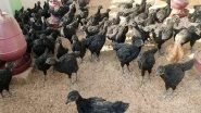 India News | Tripura: Koraknath Chicken Breed Revolutionises Poultry Farming, Offers Promising Prospects