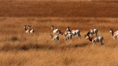 World News | EAD Starts First Reintroduction Phase of Dama Gazelles in Chad