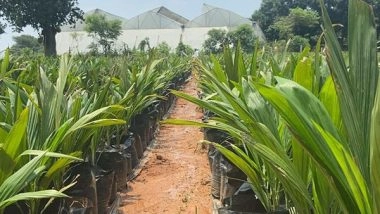 India News | Tripura's Palm Oil Production Push: One Lakh Saplings Prepared in Nursery in Sepahijala to Be Planted by August