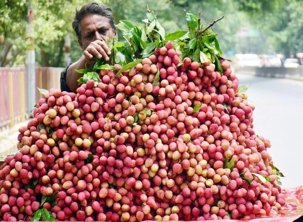 India News | Bihar: Shahi Litchi of Muzaffarpur to Remain Costly Due to Heatwave Spells