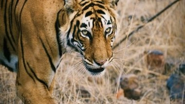 World News | Singapore's Mission Official Spots Tigress 'Shakti' at Ranthambore National Park