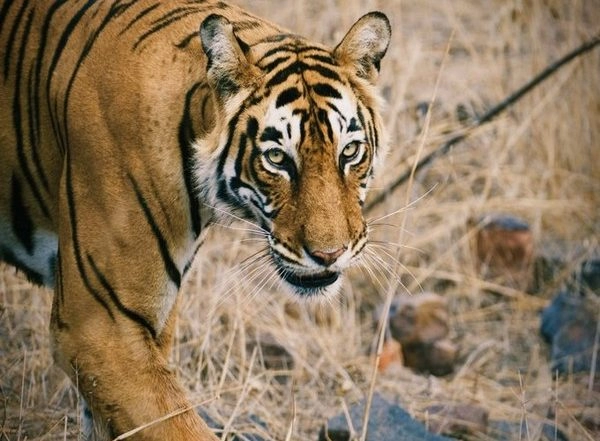 World News | Singapore's Mission Official Spots Tigress 'Shakti' at Ranthambore National Park