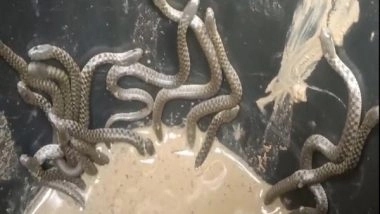 India News | At Least 30 Snakes Crawl out of a House in Assam