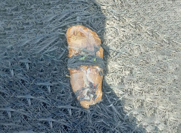 India News | BSF Recovers Suspected Packet of Heroin in Punjab's Amritsar
