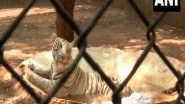 India News | Special Measures Implemented to Protect Animals from Heat in Raipur's Jungle Safari