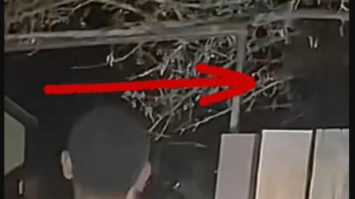 Viral News 8 To 10 Foot Tall Alien Real Analyst Claims Video Of Viral News 8 To 10 Foot Tall Alien Real Analyst Claims Video Of