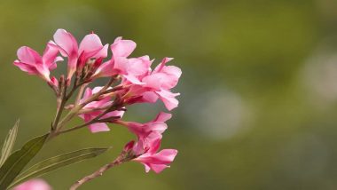 Oleander Ban in Kerala: Travancore Devaswom Board Bans Use of Arali Flower in Temples After Finding Toxic Content