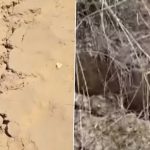 Land Crack in Barmer: Land Cracks Up to Two Kilometers in Rajasthan Overnight, Multiple Videos of ‘Barmer Land Crack’ Surface Days After Huge Sink Hole Appears in Bikaner