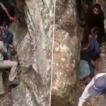 Bear Attack in Uttarakhand: Man Out To Graze Goats Mauled to Death by Bear in Uttarkashi, Mutilated Body Found in Cave (Watch Video)
