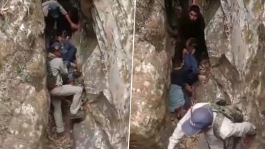 Bear Attack in Uttarakhand: Man Out To Graze Goats Mauled to Death by Bear in Uttarkashi, Mutilated Body Found in Cave (Watch Video)