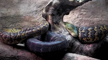Giant Boa Constrictors and Pythons Cause Menace in Puerto Rico! Large Snake Species Devour and Endanger Native Species, Become a Major Cause of Concern