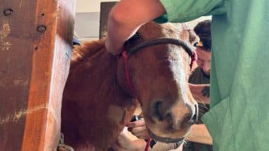 Caramelo, Brazilian Horse Stranded on Rooftop During Brazil Floods, Rescued After Stirring the Nation (Watch Videos)