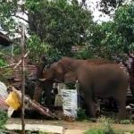 Kerala: Wild Elephant ‘Chillikomban’ Visits Residential Area in Palakkad, Shakes Mango Tree To Eat Mangoes; Viral Video Surfaces