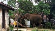 Kerala: Wild Elephant 'Chillikomban' Visits Residential Area in Palakkad, Shakes Mango Tree To Eat Mangoes; Viral Video Surfaces