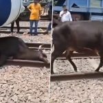 Vande Bharat Express Driver Applies Emergency Brakes to Save Cow, Reverses Train to Free Cattle Half Stuck Under It (Watch Video)