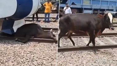 Vande Bharat Express Driver Applies Emergency Brakes to Save Cow, Reverses Train to Free Cattle Half Stuck Under It (Watch Video)