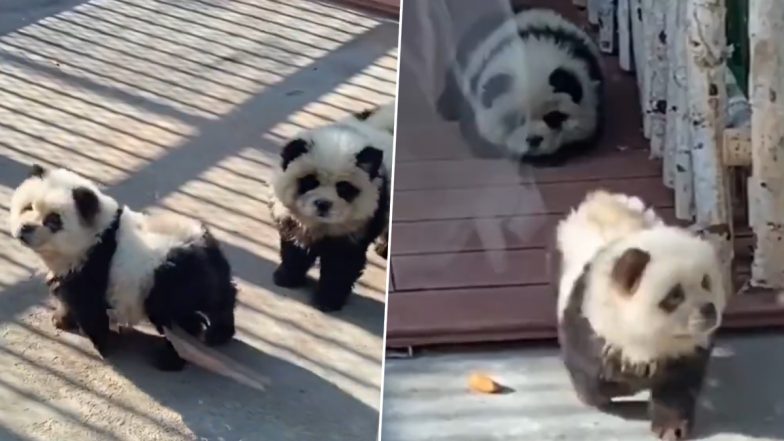 Pandas or Dogs? Chow Chow Dogs Dyed Black and White at Taizhou Zoo To Disguise As Pandas, Sparks Outrage in China