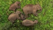 Video of Elephant Family Sleeping at Anamalai Tiger Reserve in Tamil Nadu Goes Viral but It's the Baby Elephant That Steals All the Limelight (Watch)