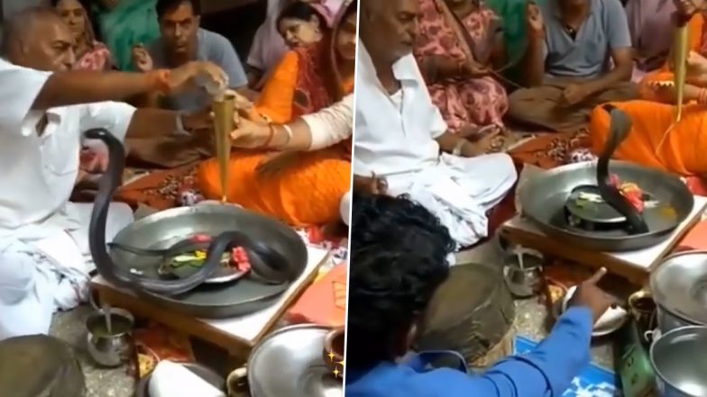 Live Snake Used in Puja Viral Video: Black Cobra Gets Worshipped by Family, Watch Clip of Them Fearlessly Perform Rituals