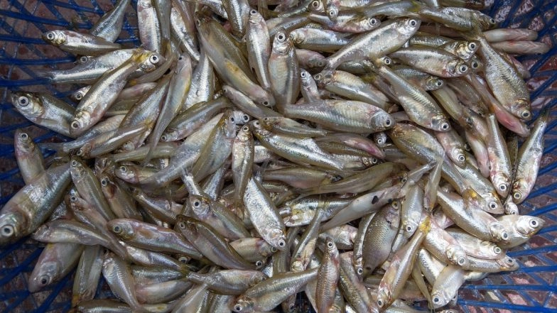 Fish Prasadam for Asthma Patients to Be Distributed in Hyderabad on June 8
