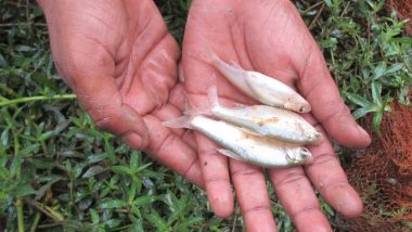 178-Year-Old Practice of Distributing 'Fish Prasadam' in Hyderabad To Be on June 8–9